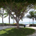 Tropical tree