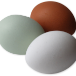 Eggs