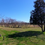 Grassy Meadow