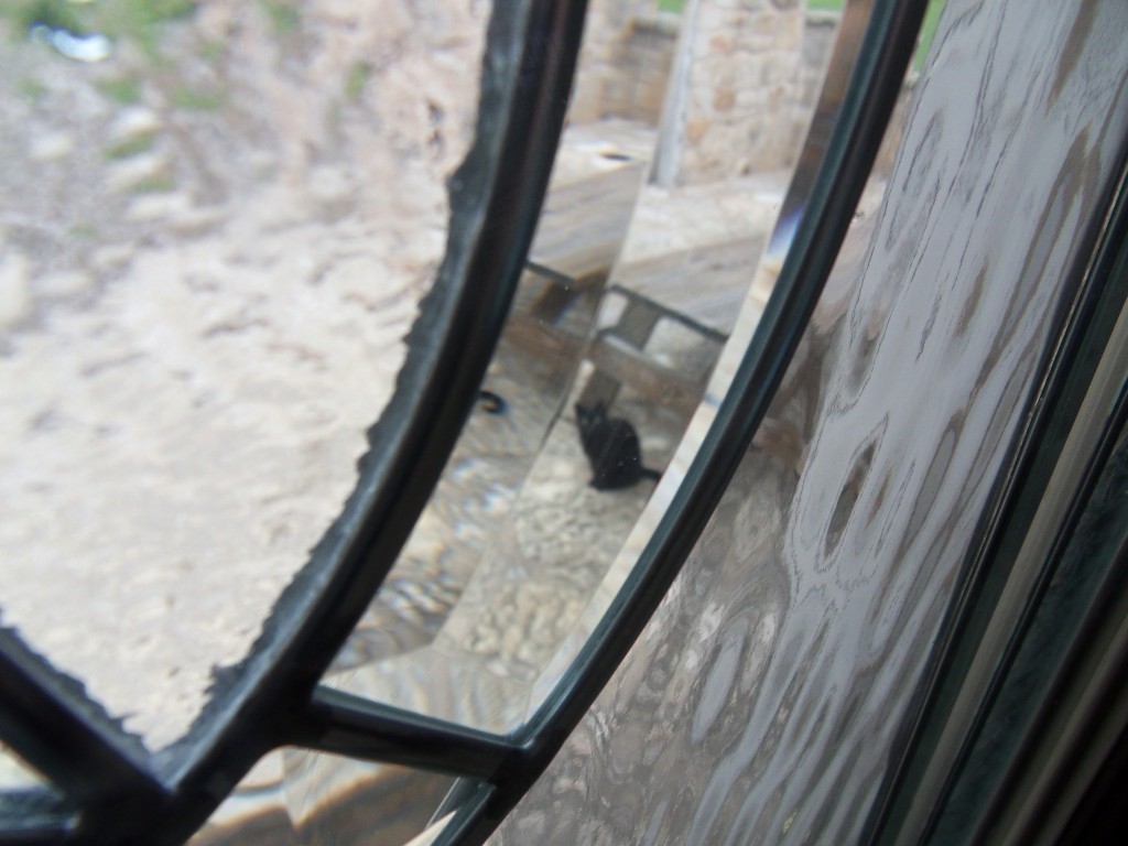 Cat looking through a leaded glass window