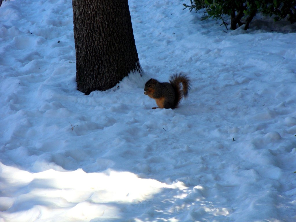 Dallas Squirrel in the Snow