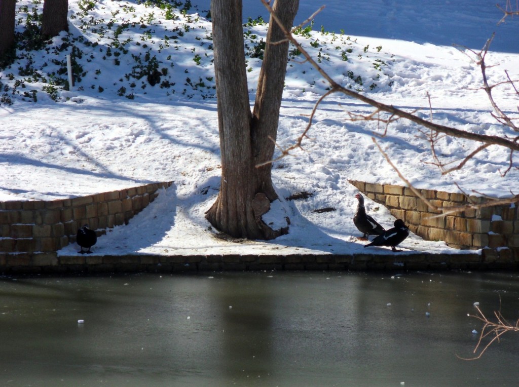 Ducks in the Snow