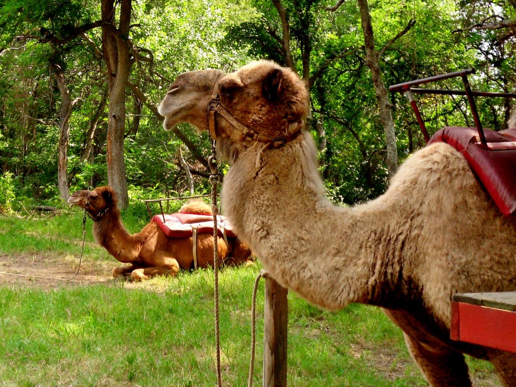 Scarborough Faire Camel
